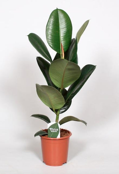 Kamerplant - Ficus Elastica Robusta - Hoogte ↕ 35-95cm