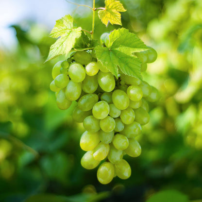 Buitenplant 2x Vitis vinifera Himrod - Witte Druif Pitloos - Pot Ø 15cm Hoogte ↕ 50cm