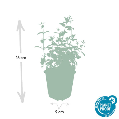 Buitenplant 60x Nepeta 'Six Hills Giant' - Bloeiend - Pot Ø 9cm Hoogte ↕ 10-25cm