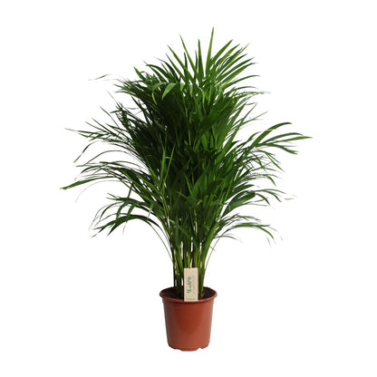 Kamerplant - Dypsis Lutescens (Areca) - Luchtzuiverend - Pot Ø 21cm Hoogte ↕ 100cm