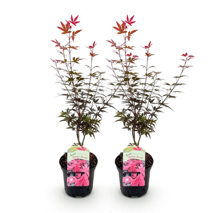 Buitenplant 2x Acer palmatum 'Skeetsers Broom' - Bladverliezend - Pot Ø 19cm Hoogte ↕ 70cm