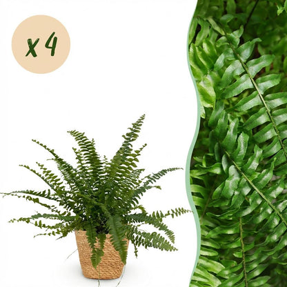 Kamerplant 4x Nephrolepis exaltata Green Lady - Varen - Pot Ø 12cm Hoogte ↕ 25cm