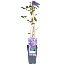 Buitenplant - Clematis 'Multi Blue' - Bloeiend - Pot Ø 15cm Hoogte ↕ 65cm