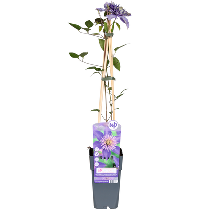 Buitenplant - Clematis 'Multi Blue' - Bloeiend - Pot Ø 15cm Hoogte ↕ 65cm