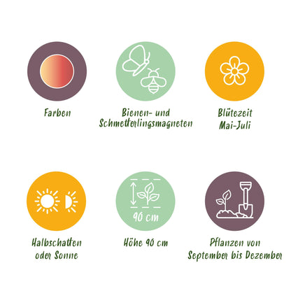 Buitenplant 30x Allium Siculum - Bloeiend - Bolmaat 8/10