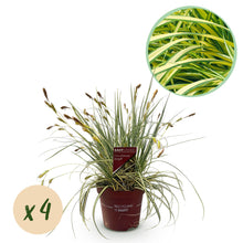 Buitenplant 4x Carex oshimensis Evergold - Bladhoudend - Pot Ø 17cm Hoogte ↕ 50cm
