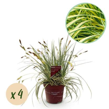 Buitenplant 4x Carex oshimensis Evergold - Bladhoudend - Pot Ø 17cm Hoogte ↕ 50cm