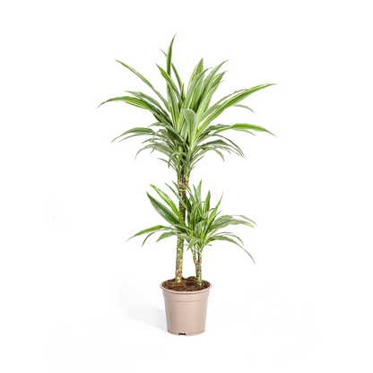 Kamerplant - Dracaena Deremensis White Stripe - Pot Ø 19cm Hoogte ↕ 70-90cm