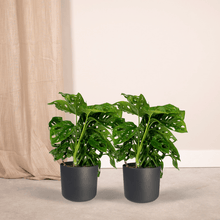 Kamerplant 2x Monstera Monkey Leaf - Gatenplant - Pot Ø 12cm Hoogte ↕ 30cm