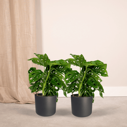 Kamerplant 2x Monstera Monkey Leaf - Gatenplant - Pot Ø 12cm Hoogte ↕ 30cm