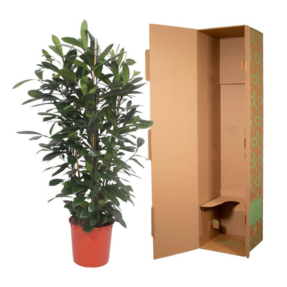 XL Kamerplant - Ficus Cyathistipula - Struikvorm - Pot Ø 34cm Hoogte ↕ 180cm