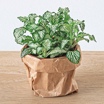 Kamerplant - Fittonia Wit White Tiger - Pot Ø 8cm