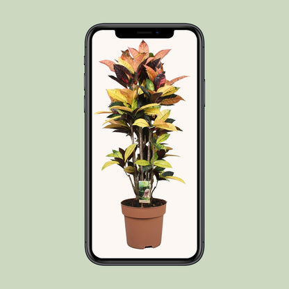 Kamerplant - Codiaeum Mrs Iceton - Pot Ø 27cm Hoogte ↕ 80cm