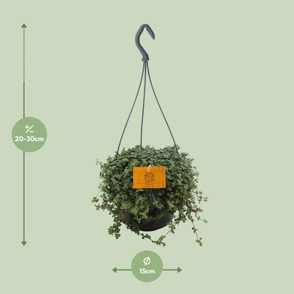 Kamerplant - Pilea Glauca - Hangplant - Pot Ø 15cm Hoogte ↕ 25cm