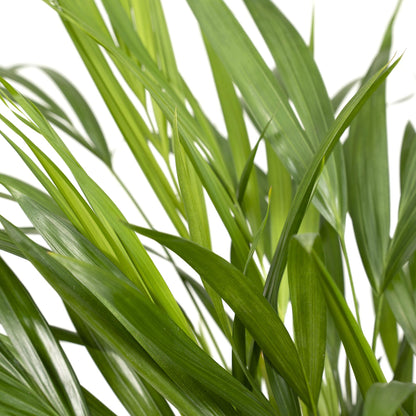 Kamerplant - Dypsis Lutescens (Areca Palm) - Hoogte ↕ 12-230cm