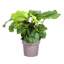 Kamerplant - Calathea Orbifolia - Pot Ø 27cm Hoogte ↕ 70-90cm
