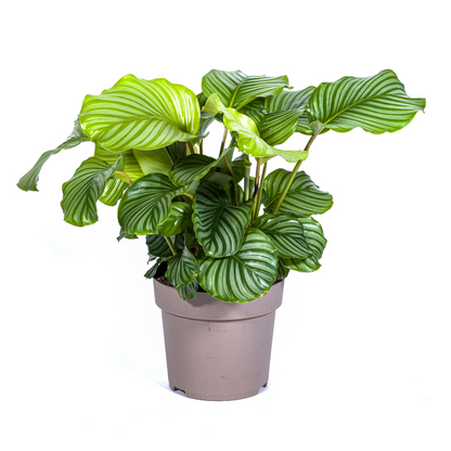 Kamerplant - Calathea Orbifolia - Pot Ø 27cm Hoogte ↕ 70-90cm