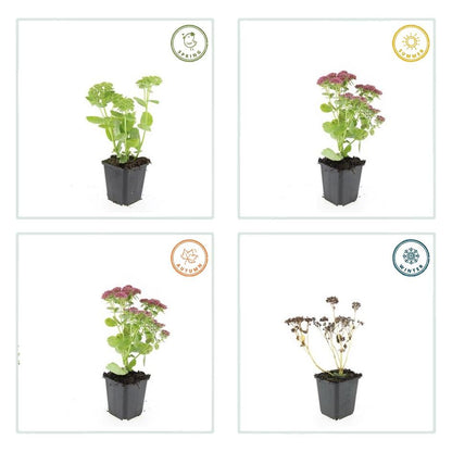 Buitenplant 24x Sedum 'Herbstfreude' - Bloeiend - Pot Ø 9cm Hoogte ↕ 10-25cm