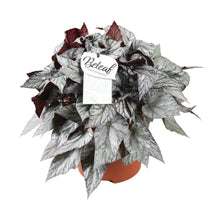 Kamerplant - Begonia Beleaf Evening Glow - Pot Ø 17cm Hoogte ↕ 32cm