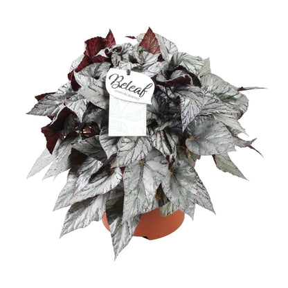 Kamerplant - Begonia Beleaf Evening Glow - Pot Ø 17cm Hoogte ↕ 32cm