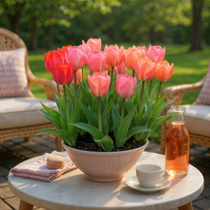 Buitenplant - Bloembollen Tulp Pink en Red - Roze en Rood - 40 stuks bolmaat 10/12