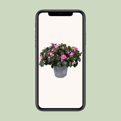 Buitenplant - Azalea Rose Vogel - Bloeiend - Pot Ø 14cm Hoogte ↕ 30cm