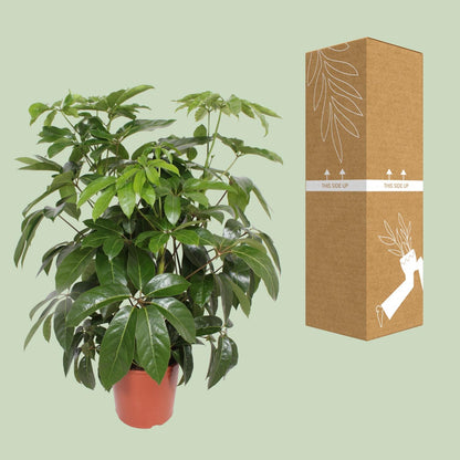 XL kamerplant - Schefflera Actinophylla Amate - Pot Ø 30cm Hoogte ↕ 120cm