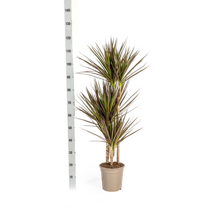 XL kamerplant - Dracaena Marginata Magenta - Pot Ø 21cm Hoogte ↕ 110-130cm