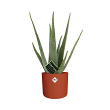Kamerplant - Aloe Vera - Inclusief sierpot - Pot Ø 12cm