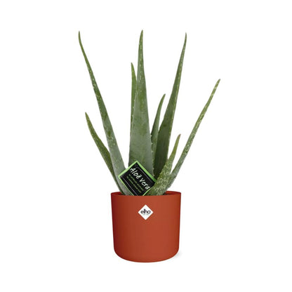 Kamerplant - Aloe Vera - Inclusief sierpot - Pot Ø 12cm