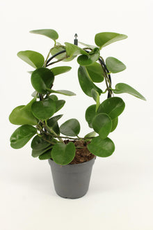 Kamerplant - Hoya Boog - Pot Ø 12cm Hoogte ↕ 40cm