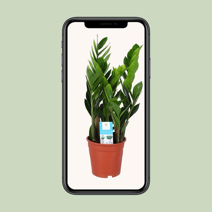 Kamerplant - Zamioculcas Zamiifolia - Pot Ø 17cm Hoogte ↕ 60cm