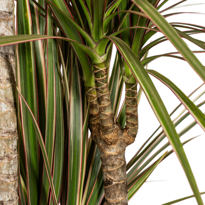 Kamerplant - Dracaena Marginata Bicolor - Pot Ø 21cm Hoogte ↕ 110-130cm