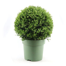 Buitenplant - Ilex Crenata Ball - Winterhard - Pot Ø 33cm Hoogte ↕ 70cm