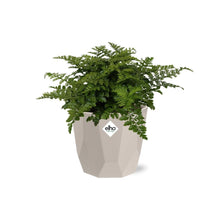 Kamerplant - Asplenium Parvati - Pot Ø 14cm