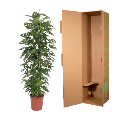 Kamerplant - Monstera Monkey Leaf - Gaasrek - Pot Ø 27cm Hoogte ↕ 180cm