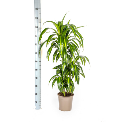 Kamerplant - Dracaena Deremensis Hawaiian Sunshine - Pot Ø 21cm Hoogte ↕ 90-110cm