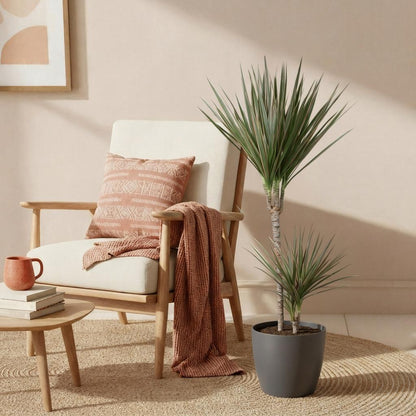 Kamerplant - Dracaena Marginata Bicolor - Pot Ø 21cm Hoogte ↕ 90-100cm