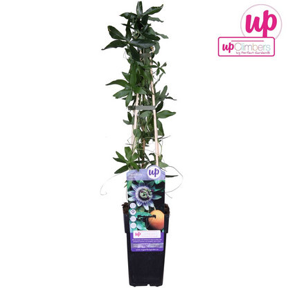 Buitenplant - Passiflora caerulea - Bloeiend - Pot Ø 15cm Hoogte ↕ 65cm
