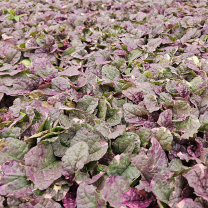 Buitenplant 60x Ajuga reptans 'Burgundy Glow' - Bloeiend - Pot Ø 9cm Hoogte ↕ 10-25cm