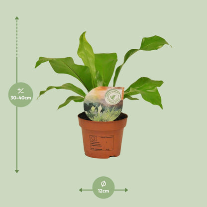 Kamerplant - Asplenium nidus - Pot Ø 12cm Hoogte ↕ 35cm