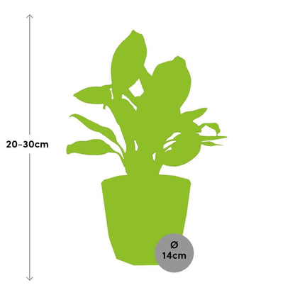 Kamerplant - Aglaonema Christina - Inclusief sierpot - Pot Ø 14cm