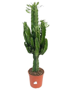 Kamerplant - Euphorbia Eritrea - Pot Ø 21cm Hoogte ↕ 100cm
