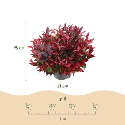 Buitenplant - Leucothoe Zeblid - Groenblijvend - Pot Ø 17cm Hoogte ↕ 45cm