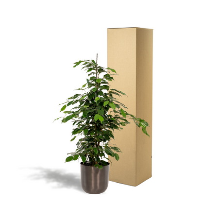 Kamerplant - Ficus benjamina Danielle - Inclusief sierpot - Pot Ø 21cm Hoogte ↕ 95cm