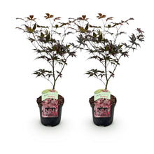 Buitenplant 2x Acer palmatum 'Bloodgood' - Bladverliezend - Pot Ø 19cm Hoogte ↕ 70cm