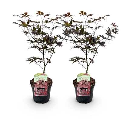 Buitenplant 2x Acer palmatum 'Bloodgood' - Bladverliezend - Pot Ø 19cm Hoogte ↕ 70cm
