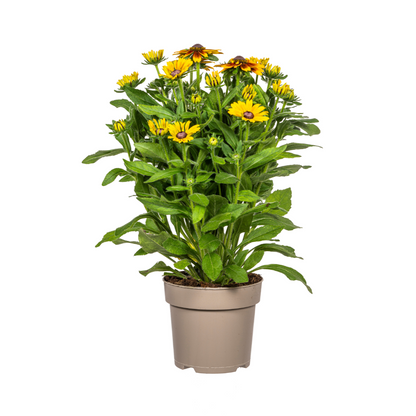Buitenplant - Rudbeckia Summerina - Bloeiend - Pot Ø 19cm Hoogte ↕ 45-60cm