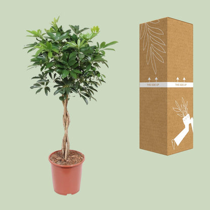 XL kamerplant - Schefflera Arboricola Compacta - Pot Ø 27cm Hoogte ↕ 120cm