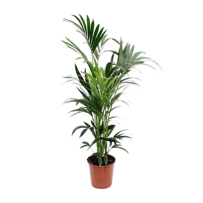 XL kamerplant - Howea - Pot Ø 24cm Hoogte ↕ 160cm